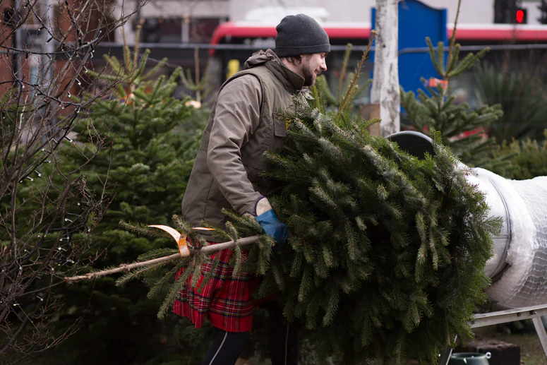 Bring the Forest Home Today