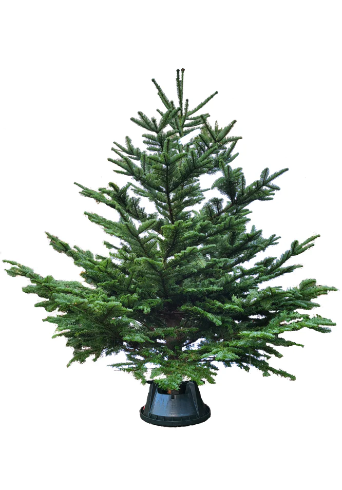 Popular Christmas Trees