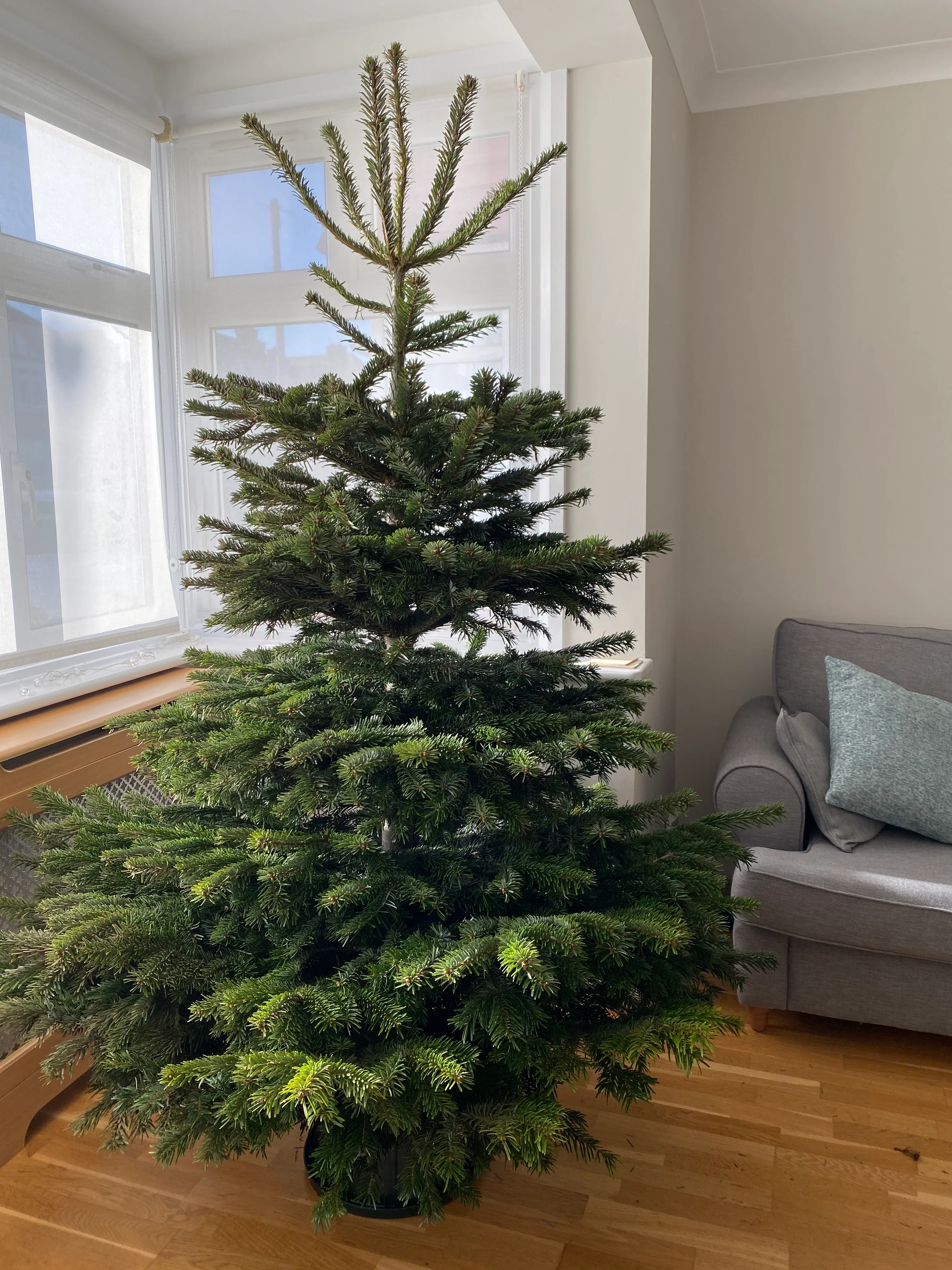 7ft Value Nordmann Fir Christmas Tree - Image 3