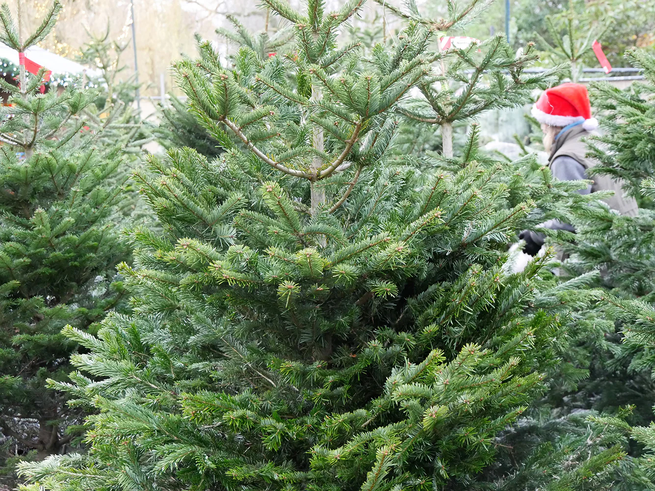 3ft Nordmann Fir Christmas Tree - Image 3