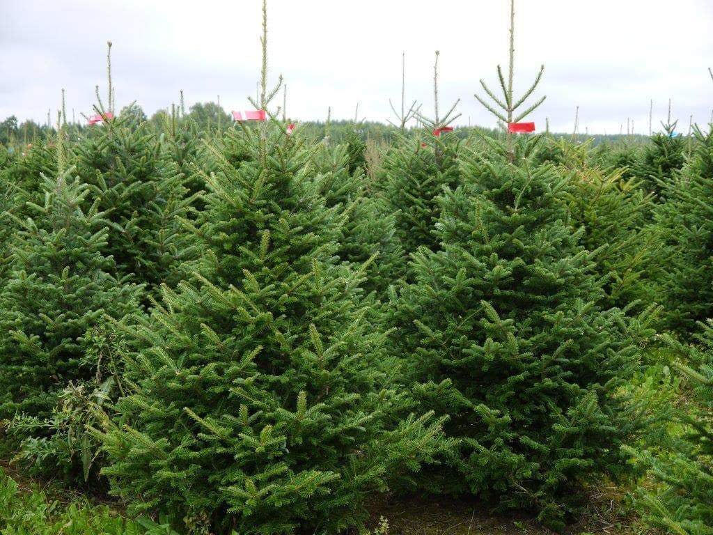 6ft Nordmann Fir Christmas Tree - Image 7